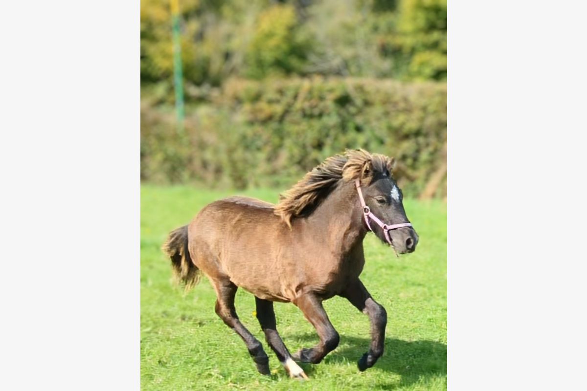 Poney - 168115_36a7259637152de69f3d9dbd37920e08.jpg