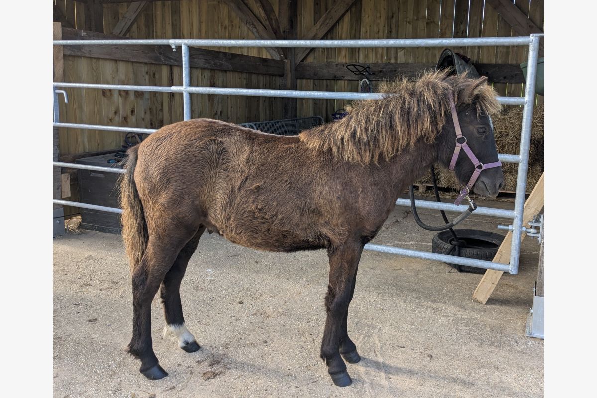 Poney - 168115_37b8c0f52d2154a076ac059e1199a7cb.jpg
