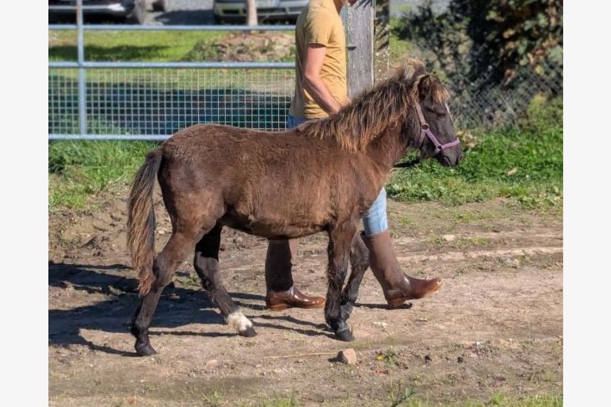 Photo 1 Poney