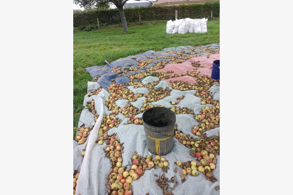 Pomme à cidre et jus sortie presse - 168238_71b2d7a1bfc627a0658b13e18b967f24.jpg