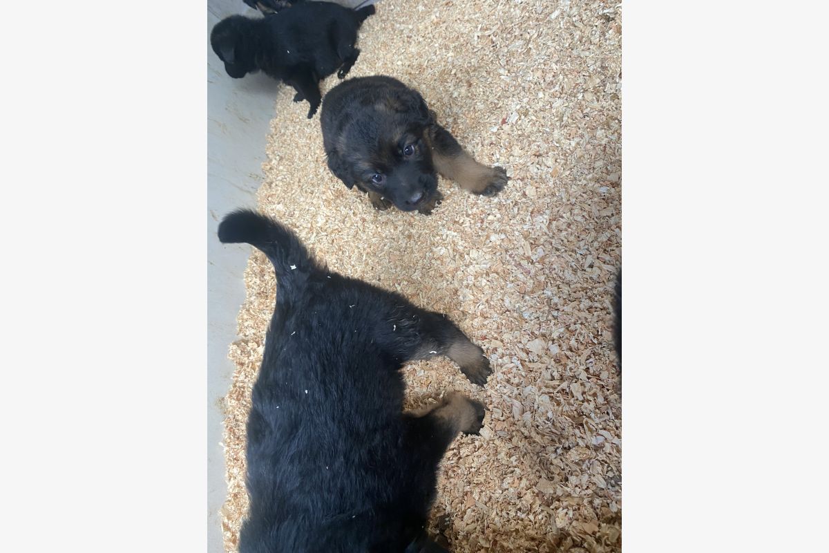 Photo 1 Chiots croisés berger allemand 