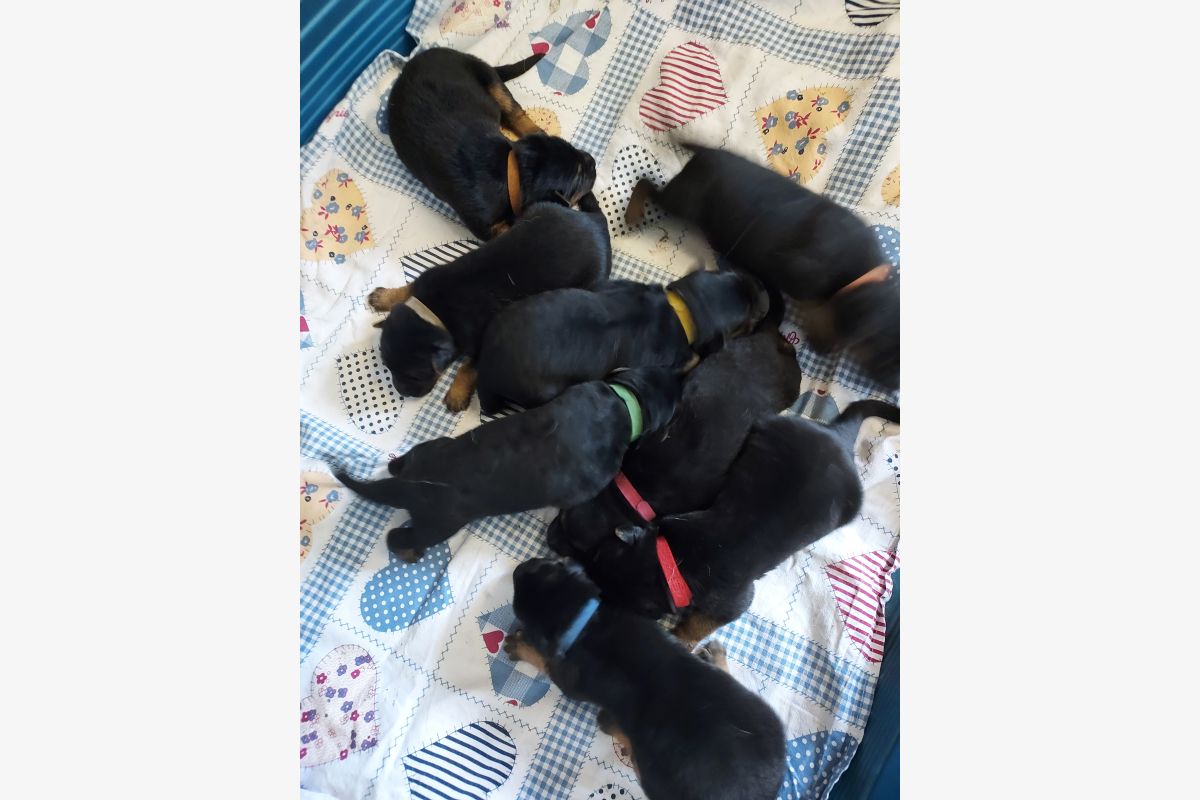 Photo 1 Chiots type berger allemand 