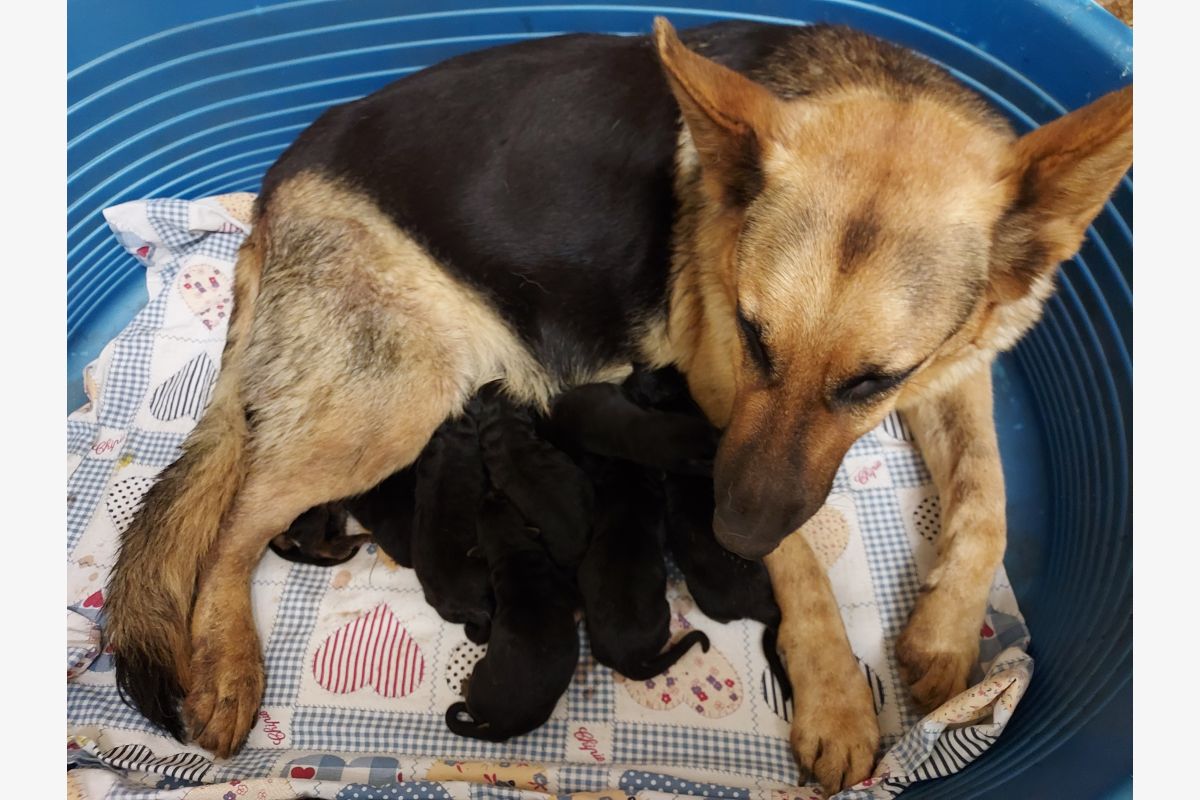 Chiots type berger allemand  - 168484_9334d8e4f4fb09b713849785425d28fb.jpg
