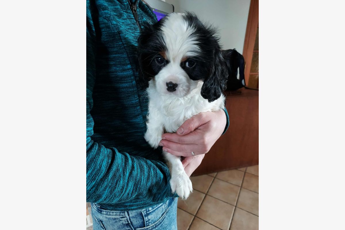 A vendre chiots cavalier King Charles lof  - 168585_4392a53b21be237a513f7eb1cd2885f8.jpg