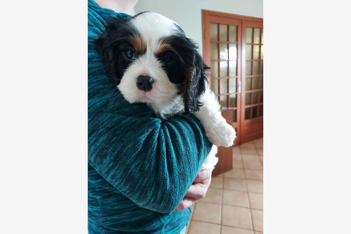 A vendre chiots cavalier King Charles lof  - 168585_51a9b1bc812e0ab1736c44af8e8c76ce.jpg