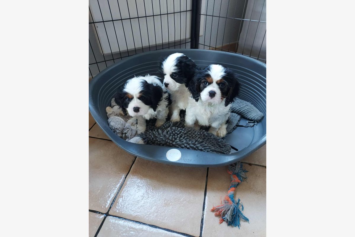 Photo 1 A vendre chiots cavalier King Charles lof 