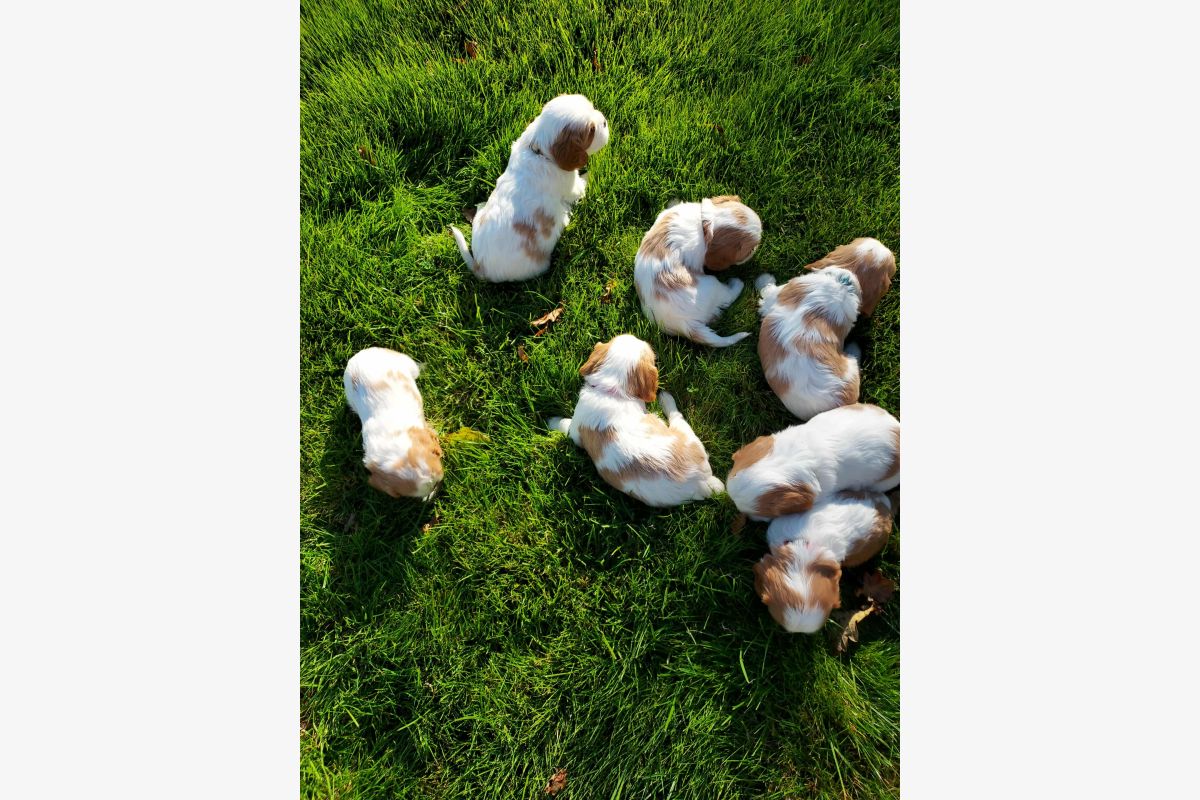 Photo 1 A réserver chiots cavalier King Charles lof