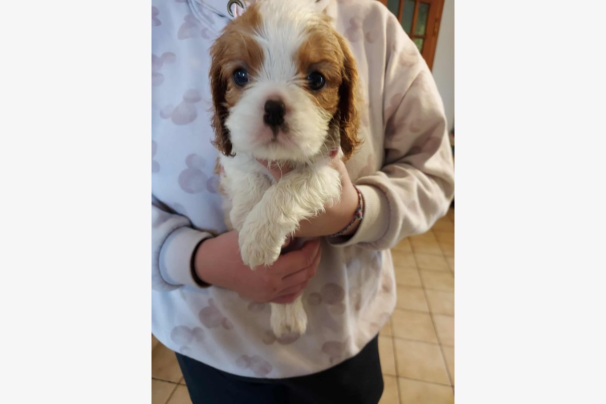 A réserver chiots cavalier King Charles lof - 168586_bbf1b2f4611ec80c34e57cb234f01ae6.jpg
