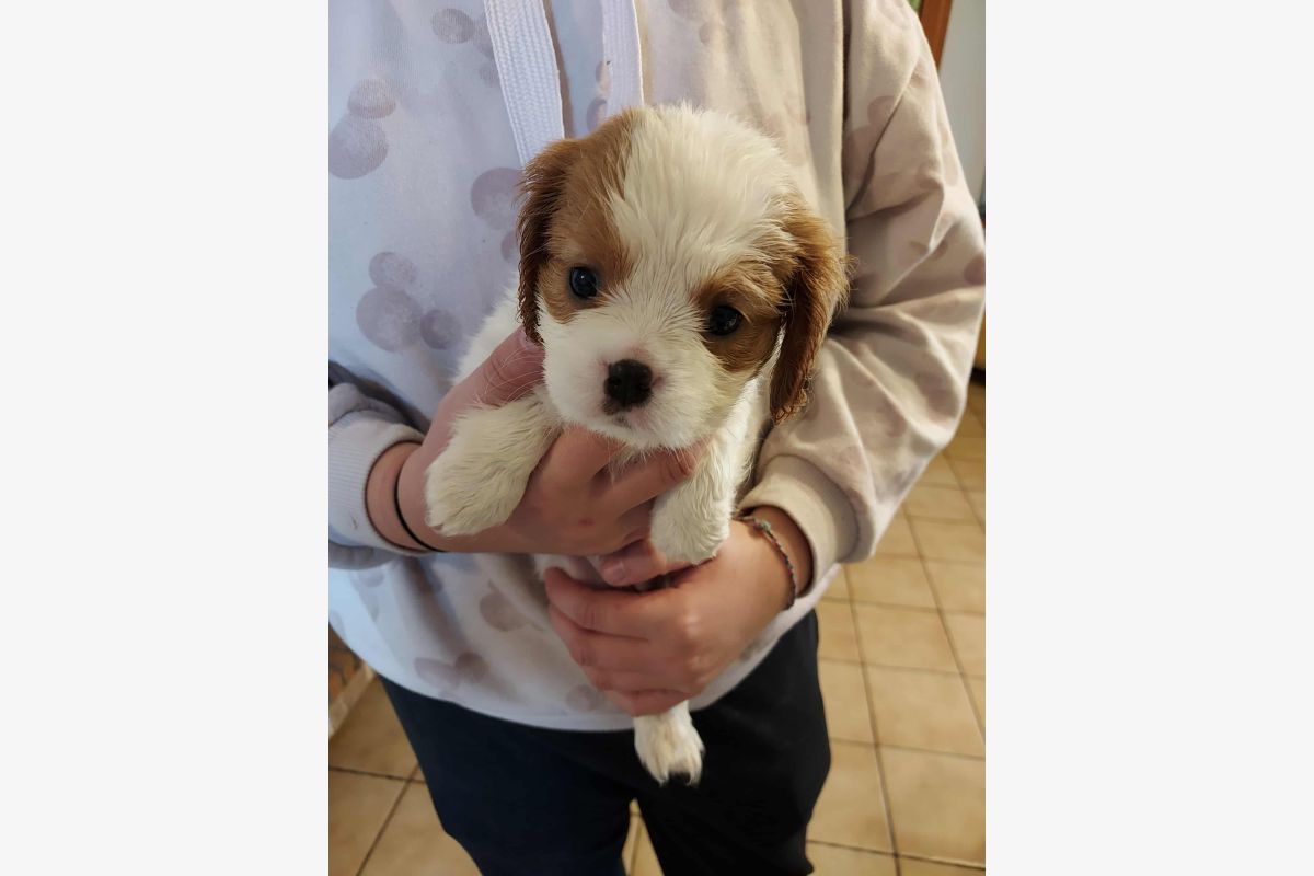 A réserver chiots cavalier King Charles lof - 168586_d38dabd7101111342bebdf64c6c9f69a.jpg