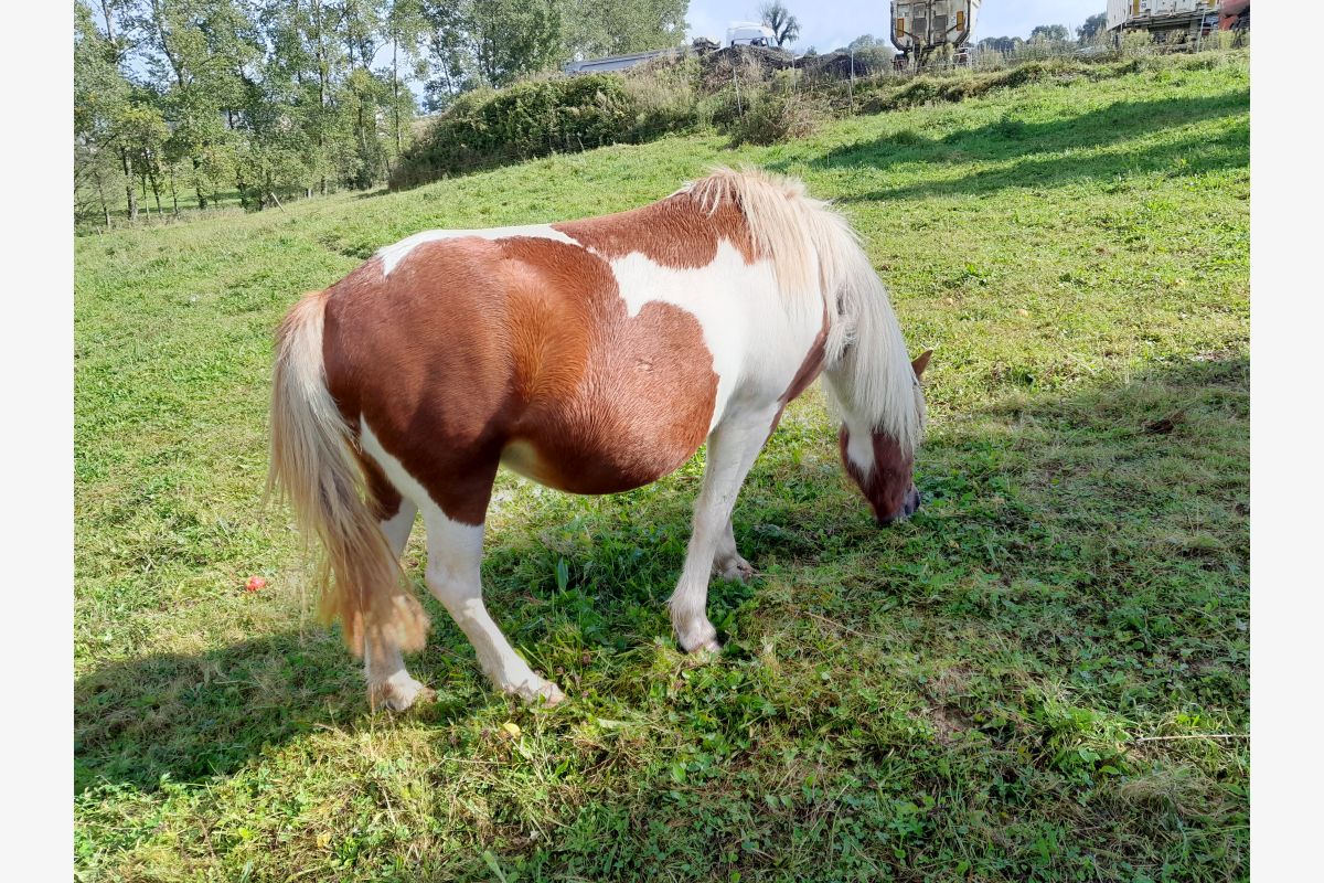Photo 1 ponette gestante 125 cm