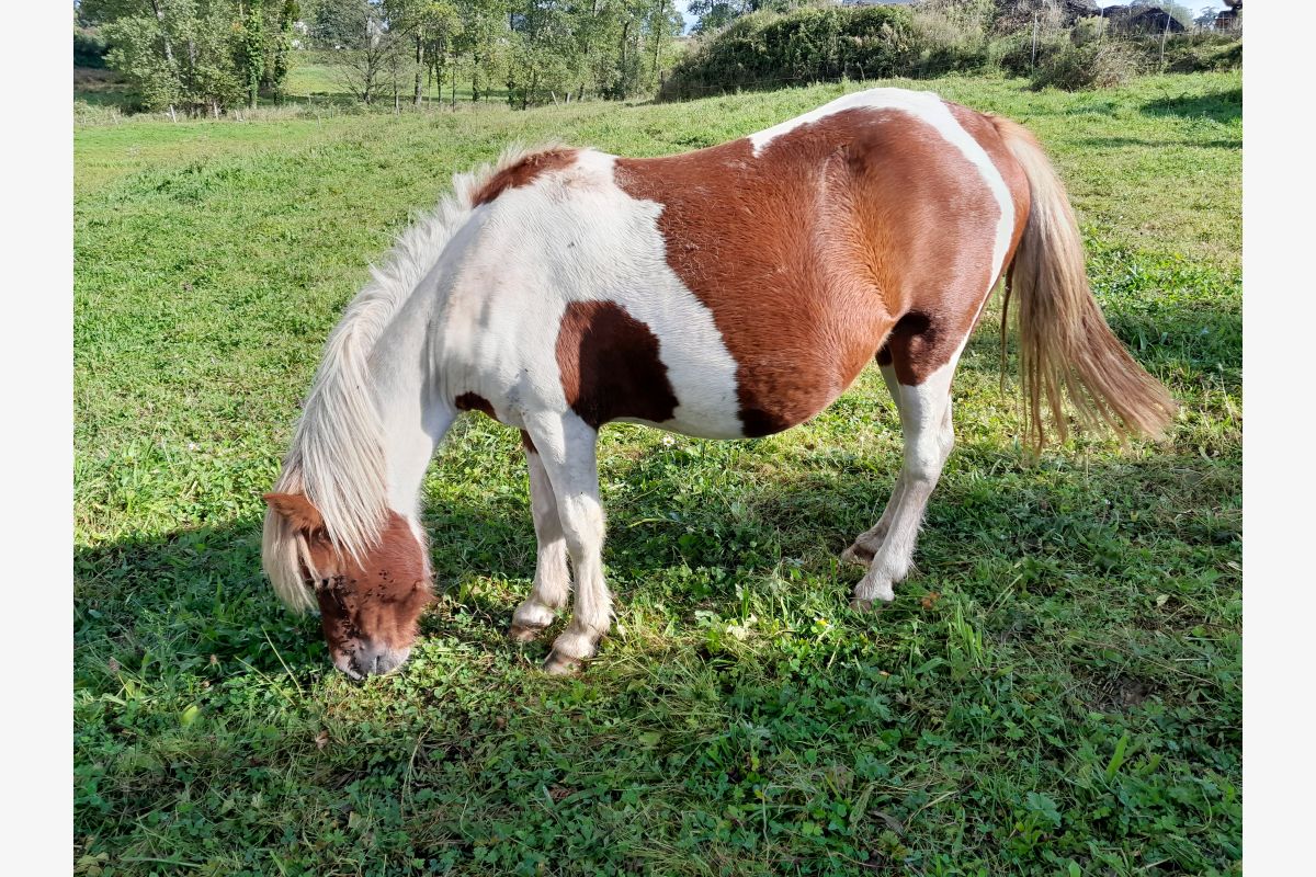 ponette gestante 125 cm - 168589_344082fcaa6072a24a9006280bcc66e4.jpg