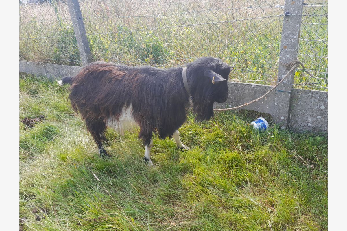 Photo 1 perdu bouc