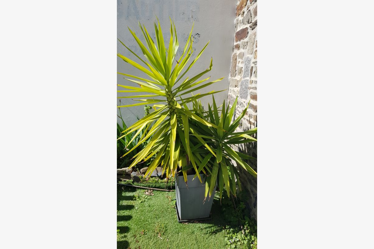 Photo 1 Yucca