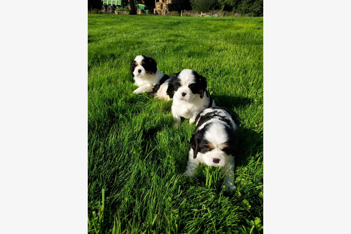 Photo 1 A vendre chiots cavalier King Charles 
