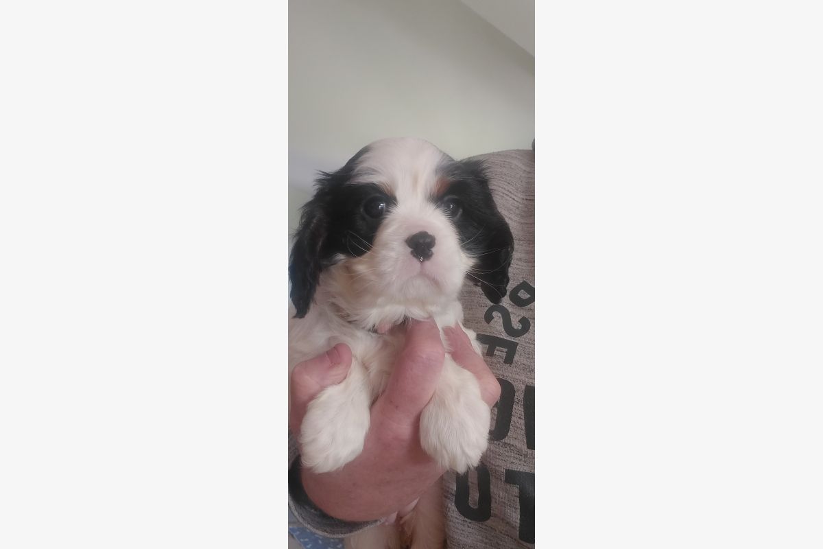 A vendre chiots cavalier King Charles  - 168903_b38c890d0e869e4e0581068733426794.jpg