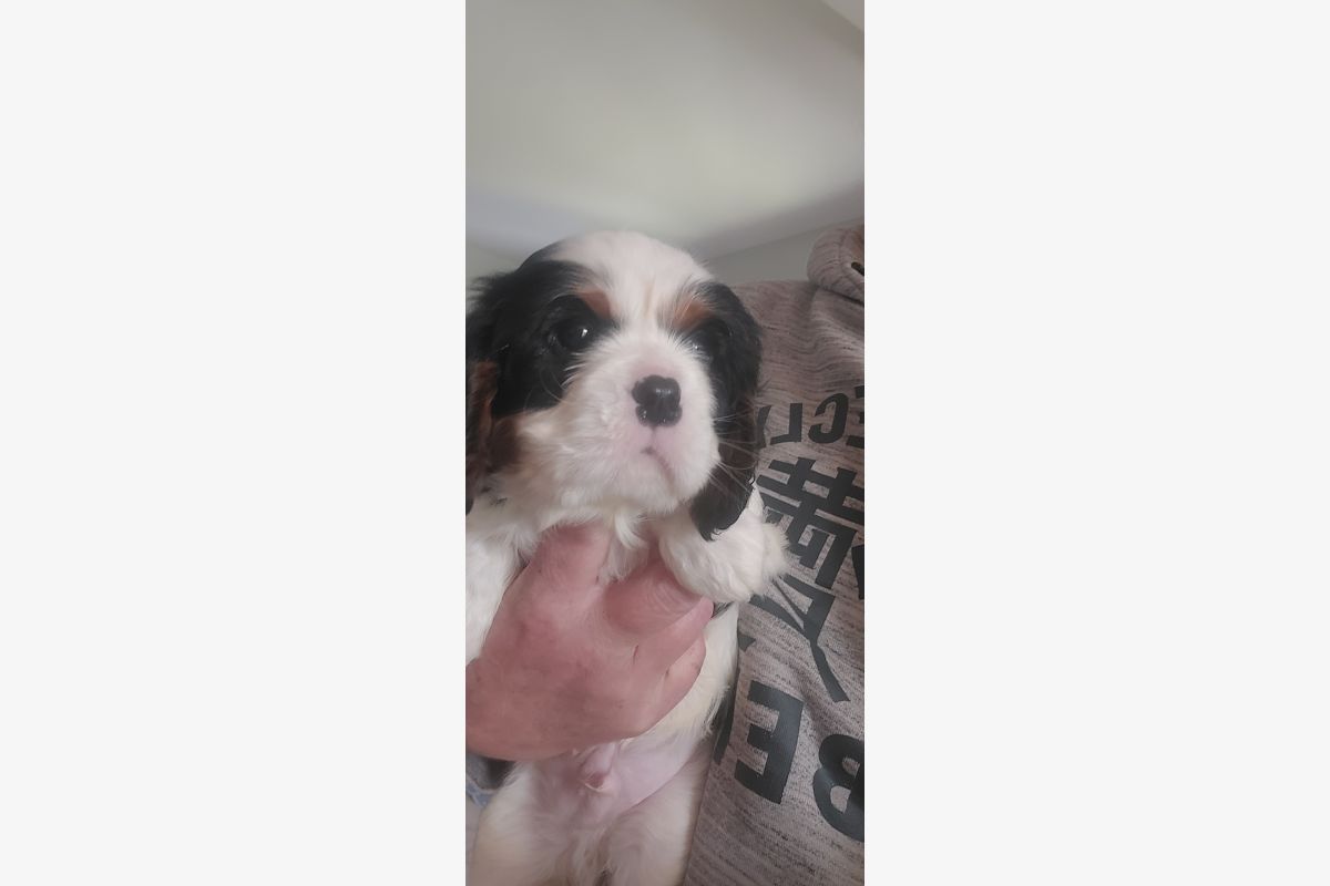 A vendre chiots cavalier King Charles  - 168903_c250be767ef4408ea419acacd00bf855.jpg