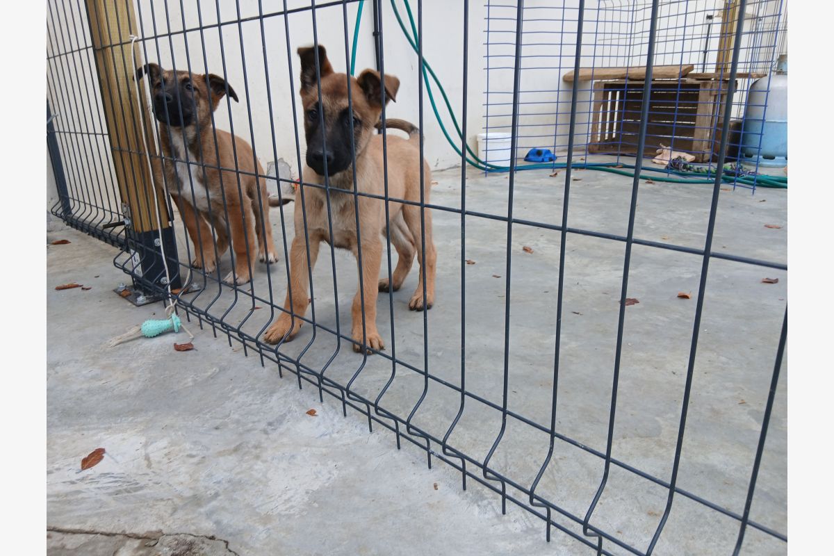 Photo 1 Chiots malinois