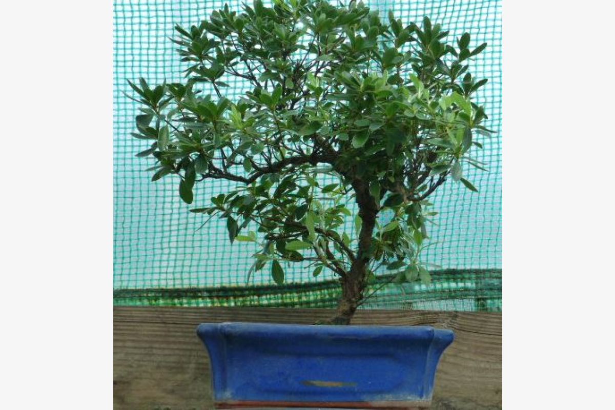 Photo 1 Divers Bonsaïs