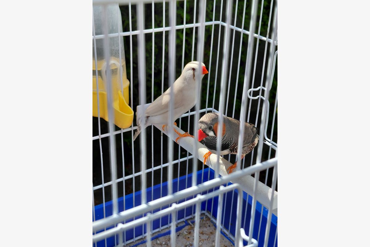 Photo 1 Oiseaux mandarins