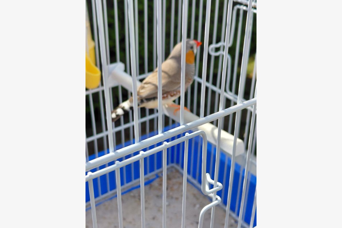 Oiseaux mandarins - 169037_2f09dc06e4e793814fb332893007c07a.jpg