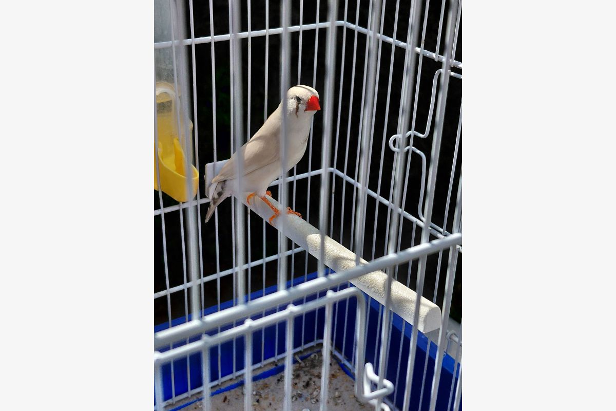 Oiseaux mandarins - 169037_e74cdd7673219cb004dfccbf600445a8.jpg