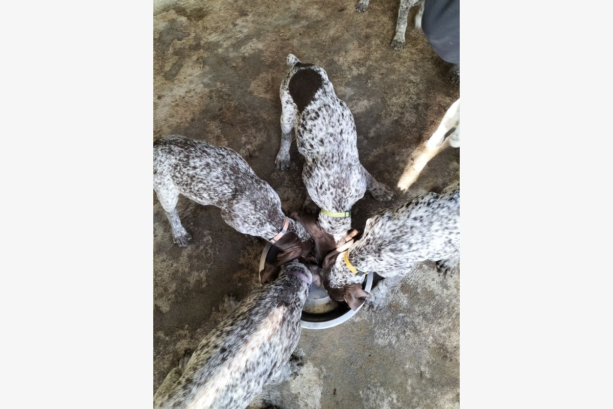 Vente chiots  - 169381_4f026338309240f700cbb7d0d92096ce.jpg