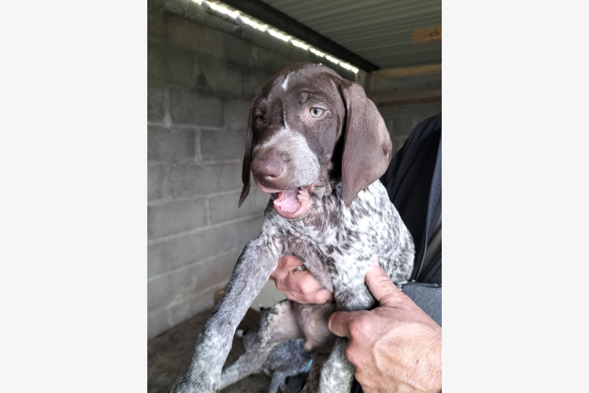 Photo 1 Vente chiots