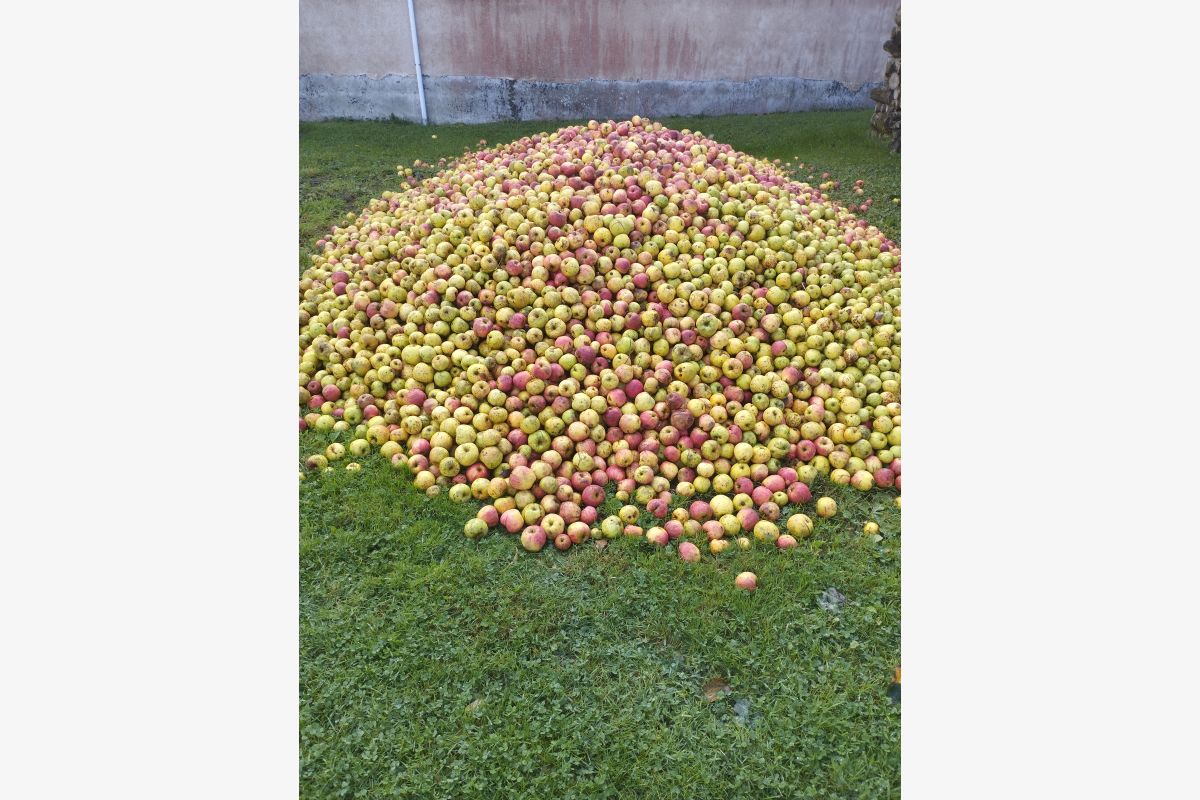 Photo 1 Pommes à cidre