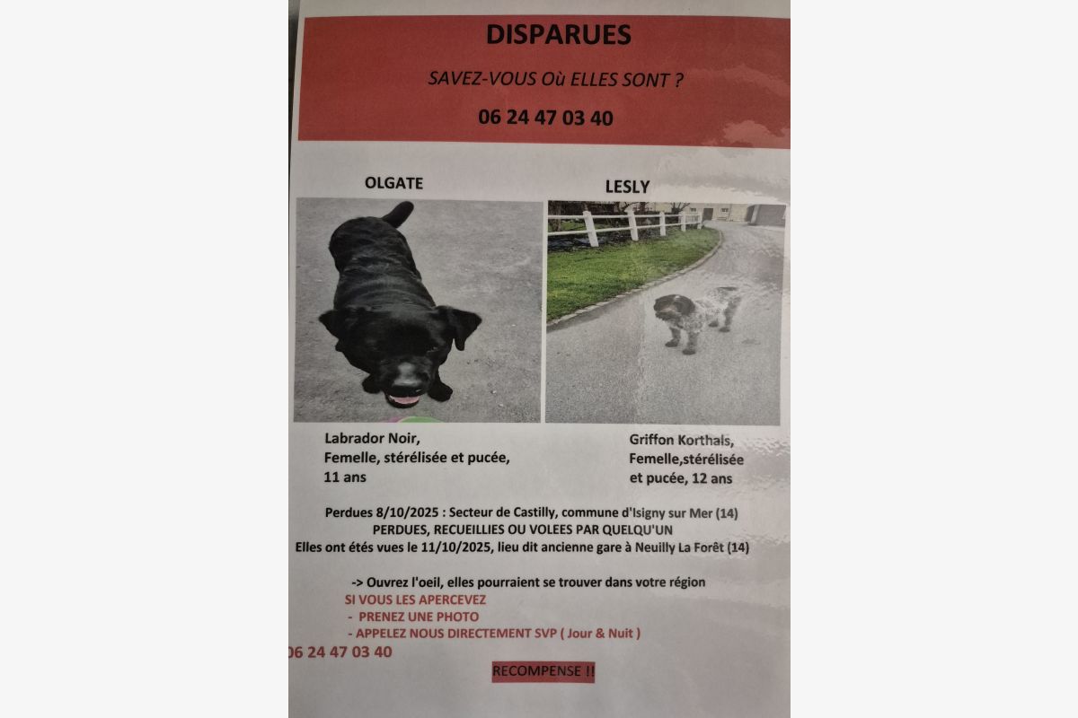 Photo 1 DISPARUES 2 Chiennes 1 labrador noir et  1 griffons korthals