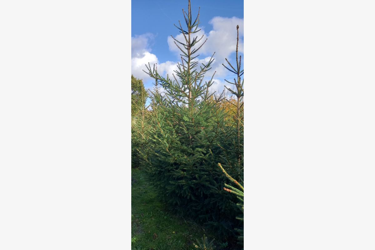 Photo 1 Grands sapins de Noël à réserver