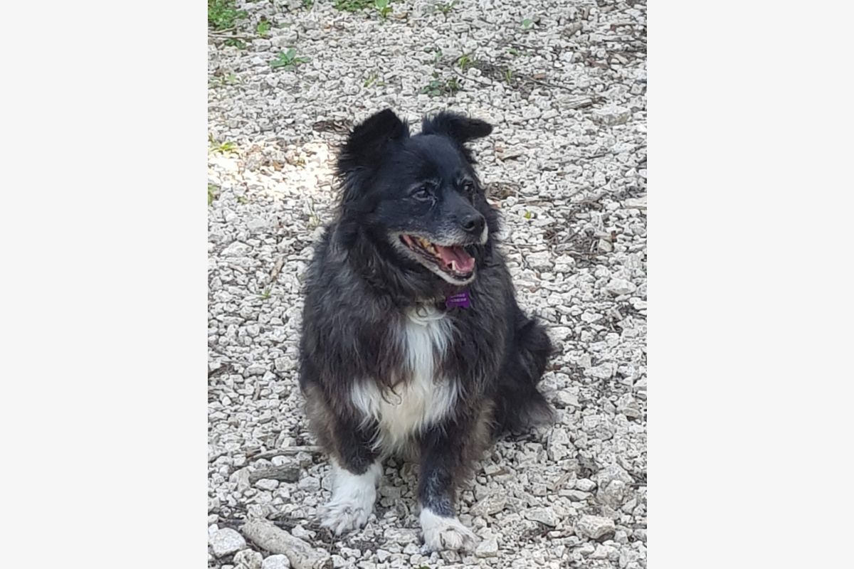 Photo 1 Perdu chienne