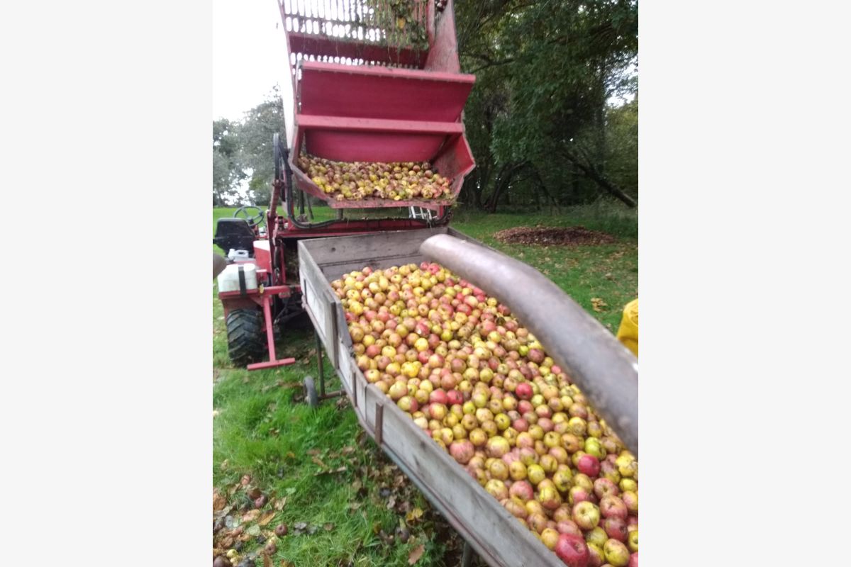 Photo 1 Pommes à cidre