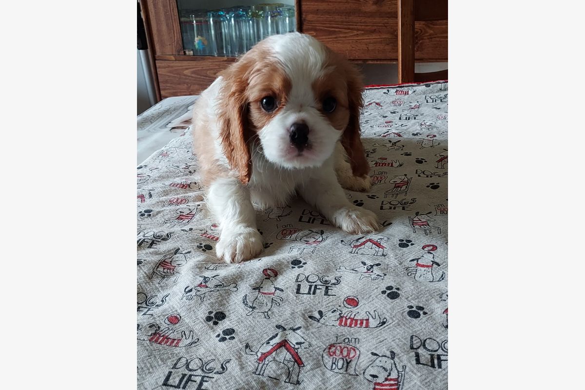 A vendre chiots cavalier king charles  - 170090_194d64768a2636ee245a4b4c10a442df.jpg