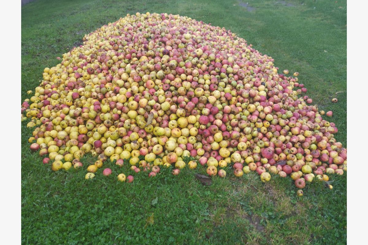 Photo 1 Pommes à cidre 