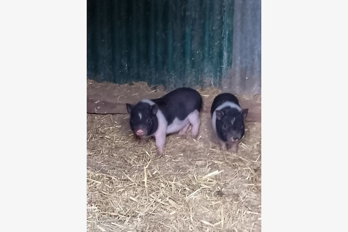 Bébés cochons Gottingen nain  - 170307_3f41403a19a8ee567fbc417a4f3a22b3.jpg