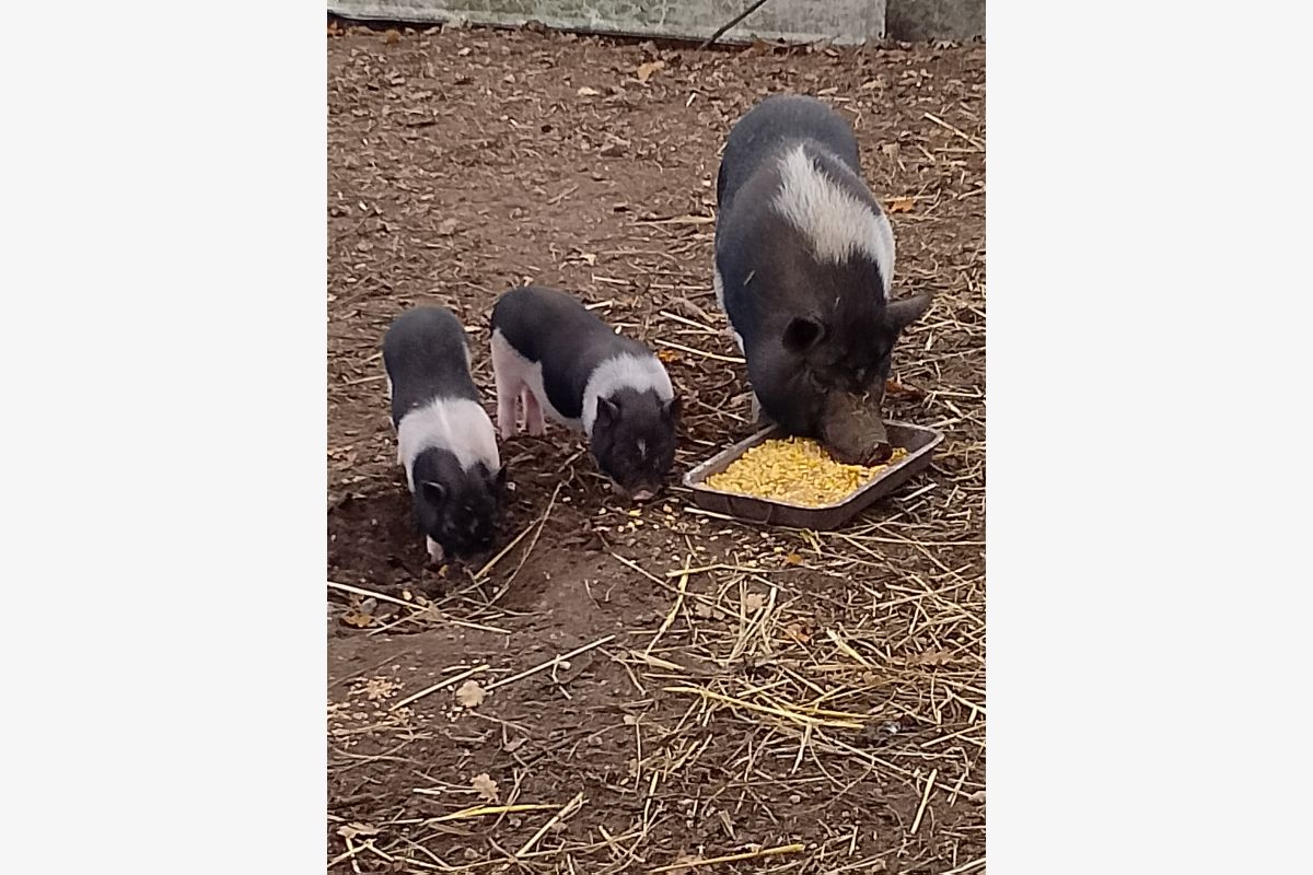 Photo 1 Bébés cochons Gottingen nain 