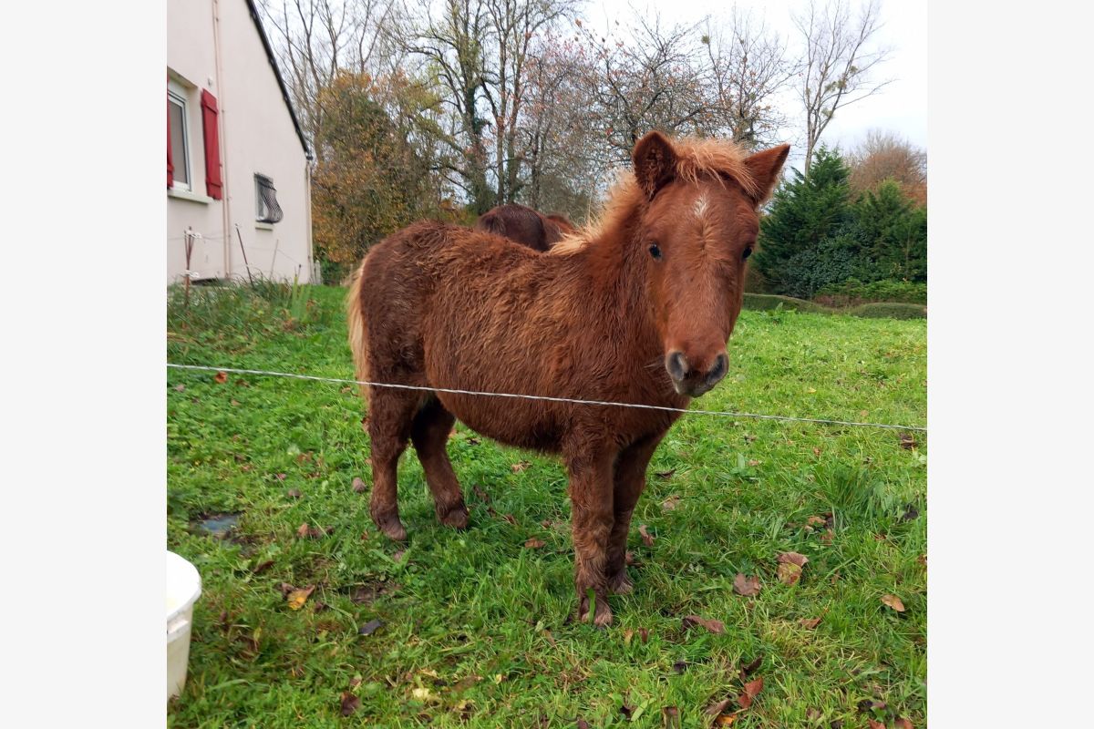 Photo 1 Ponette shetland