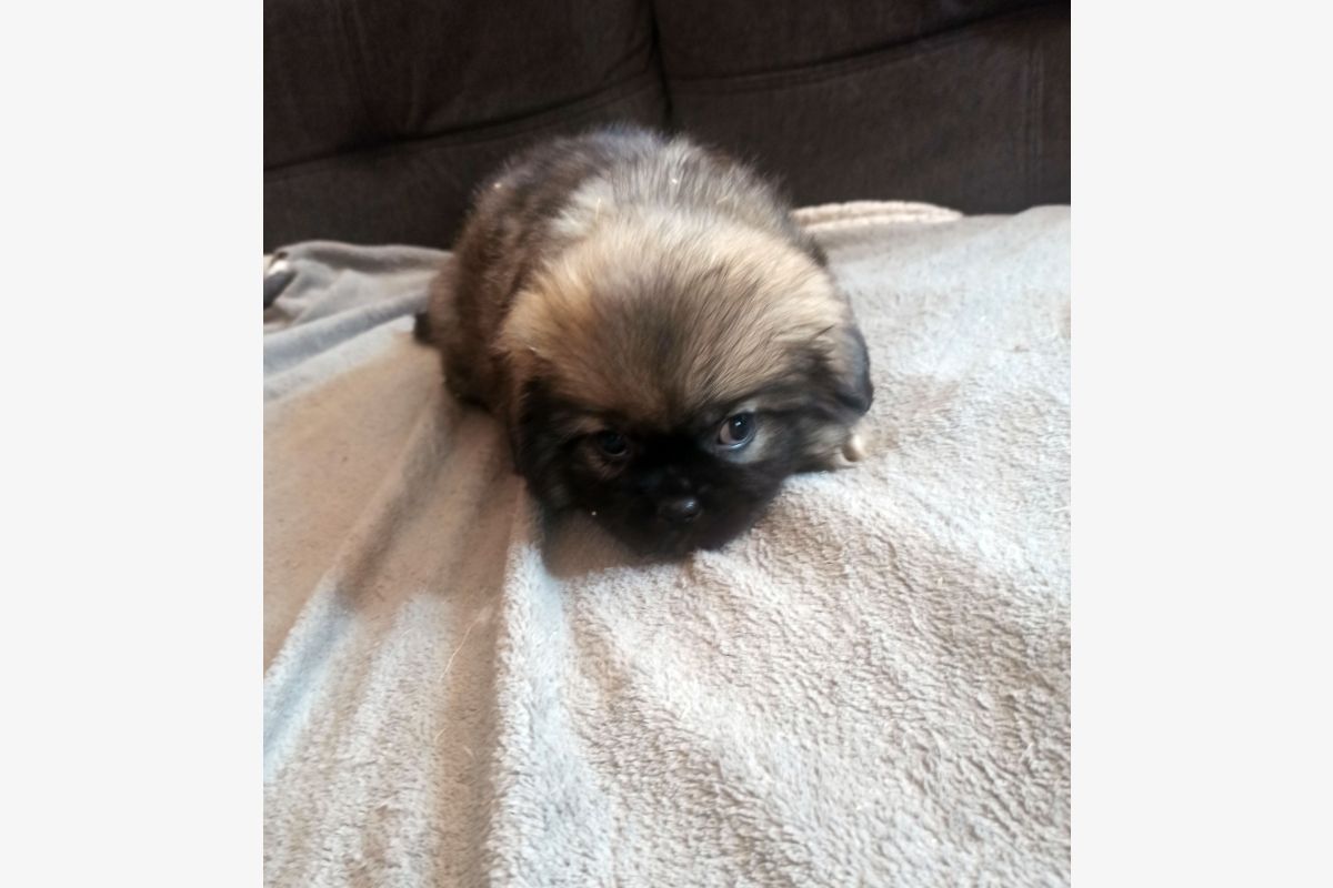 Photo 1 Race épagneul tibétain