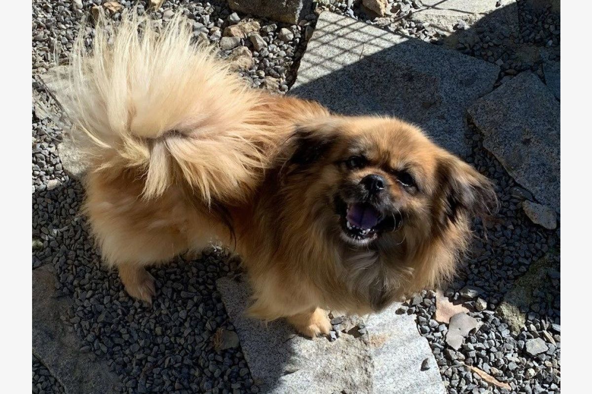 Photo 1 Negan, petit male epagneul tibétan