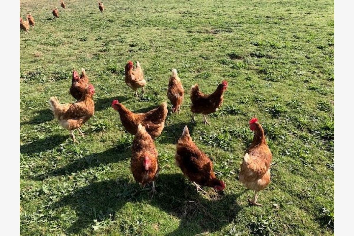 Photo 1 Poules pondeuses