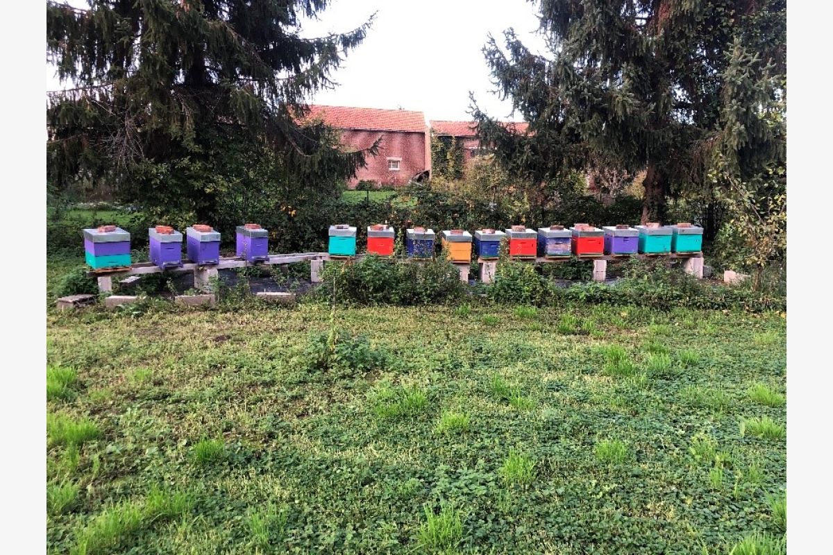 Photo 1 Essaim d'abeilles