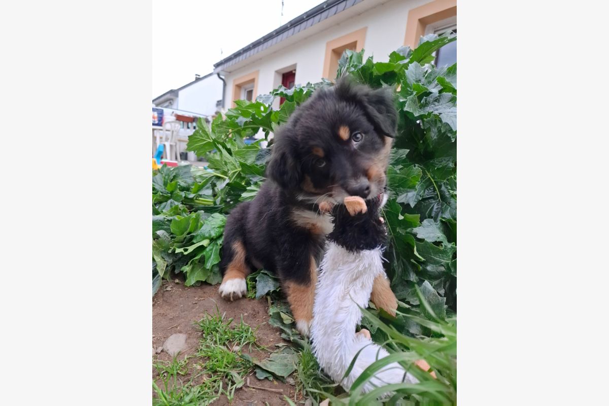 Berger Australien LOF disponible - 170681_82026e0b39e46642648e5c92f4649508.jpg