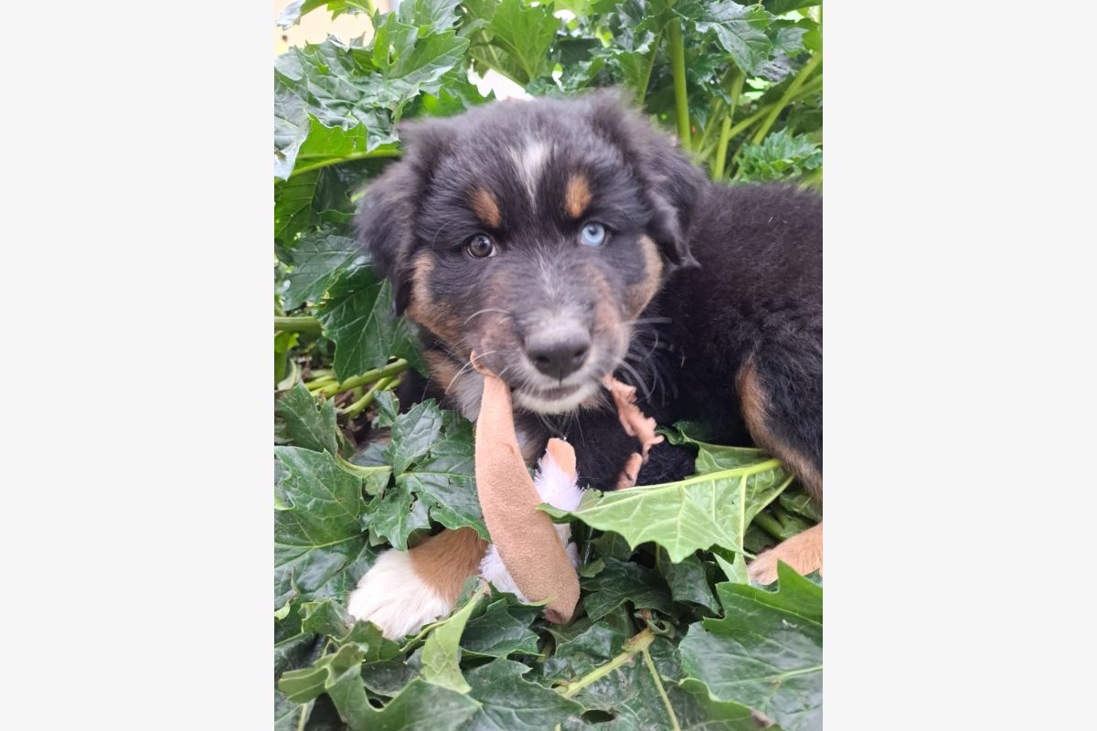 Photo 1 Berger Australien LOF disponible