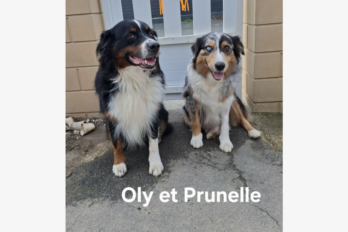 Berger Australien LOF disponible - 170681_fbcf1451585c3645cf215fe73e78bb0f.jpg