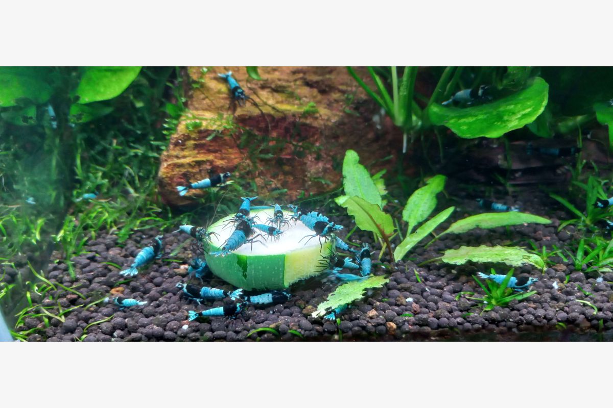 Photo 1 Crevettes d'aquarium