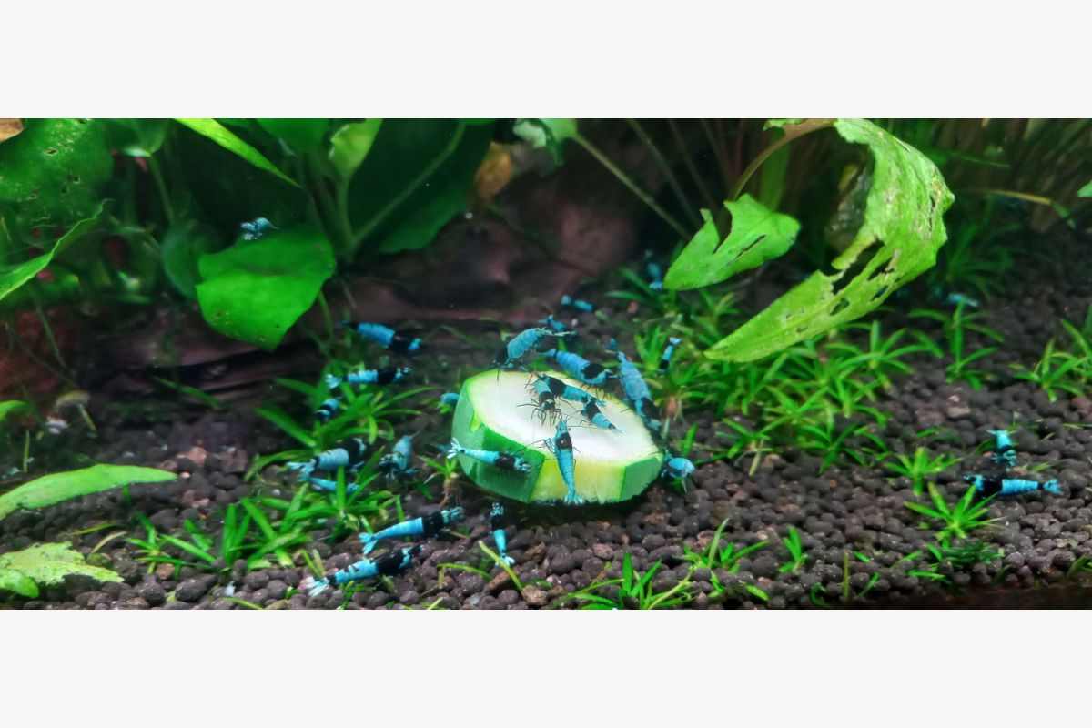 Crevettes d'aquarium - 170780_65e9acd04d6c8b143793fb2d12cc3d4c.jpg