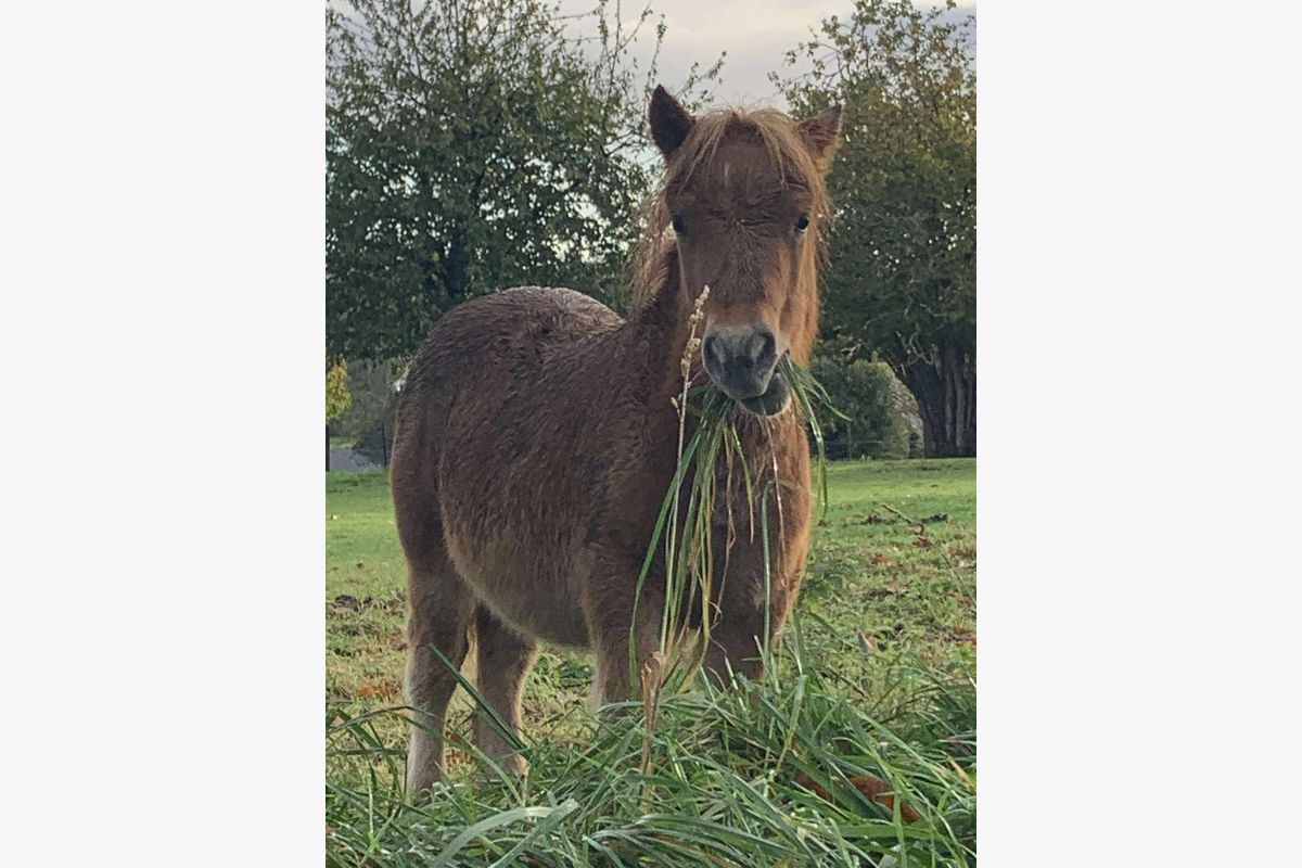 Shetland femelle  - 170846_9cc0ac367d19d504ee41381dddd9460d.jpg