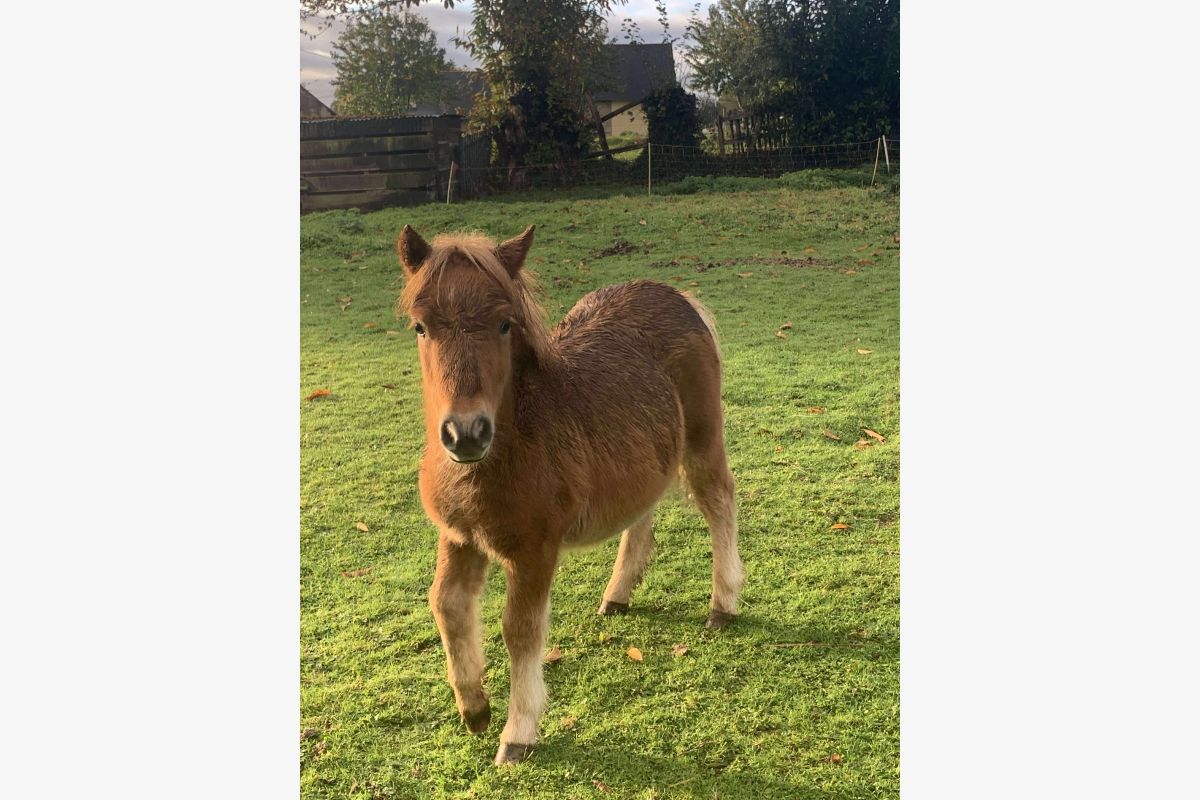 Photo 1 Shetland femelle 