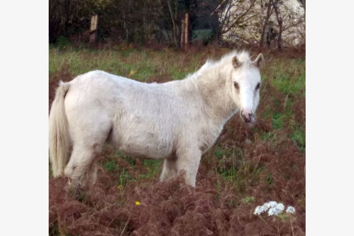 Photo 1 Ponette welch