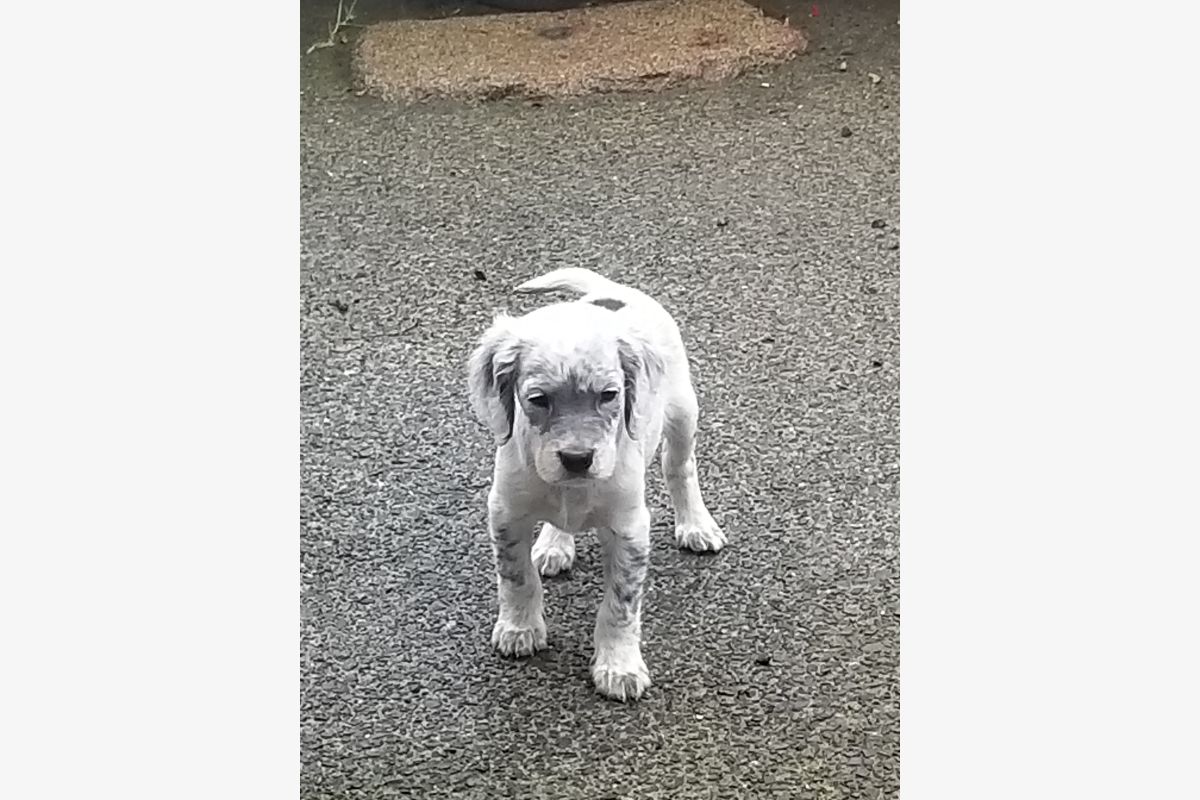 Chiot apparence setter anglais mâle  - 171061_0e6f254c9aabfcad592b43c0debea500.jpg